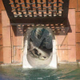 Illustration for article titled Rebel Shark That Plays By His Own Rules Jumps Onto Waterslide, Lives Fast, Dies Young